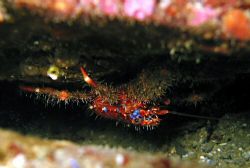 Squat lobster on the Weybourne chalk gullies off the Norf... by Dawn Watson 